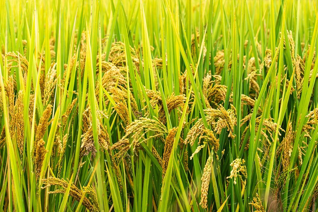 農業農村部1020號公告發布，農藥出口登記如何“一次搞定”？